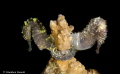   seahorses together forever  